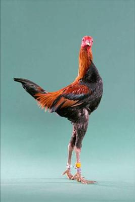 Horoz