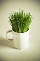 GRASS