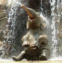 Cute Baby Elephant(: