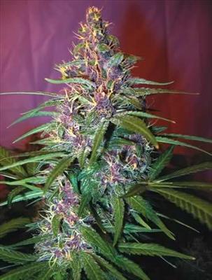 purple haze