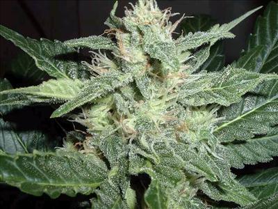 Master Kush x Low Ryder