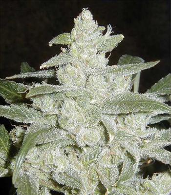 White widow