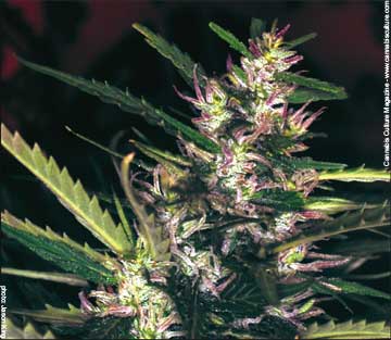 Durban Poison