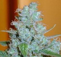 Blueberry Azura