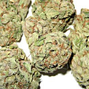 Ganja Dwarf