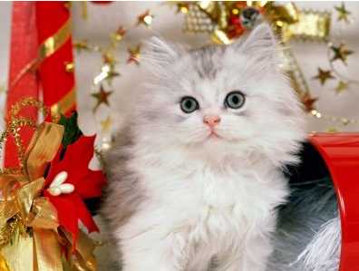 Happy christmas