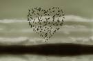 oiseaux