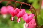 fleurs