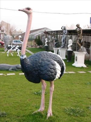 devekuşu