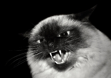 Basement cat