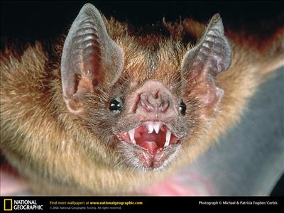 Vampire bat
