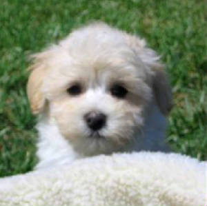 maltipoo