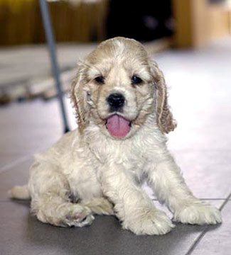 american cocker spaniel