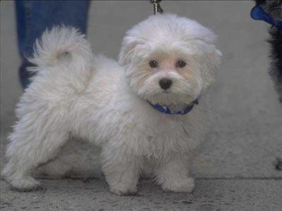bichon friese