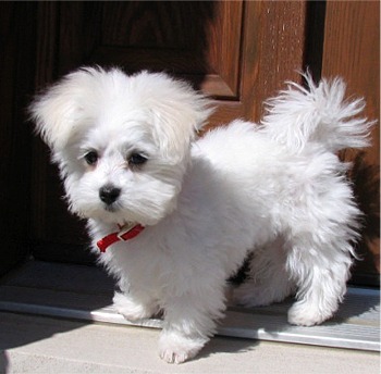 maltese