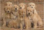 golden retrievers