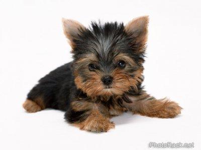 yorkie
