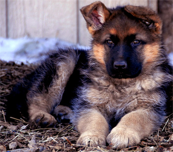 german sheperd puppy