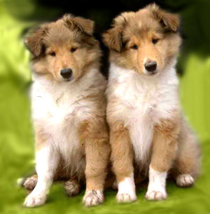 collies