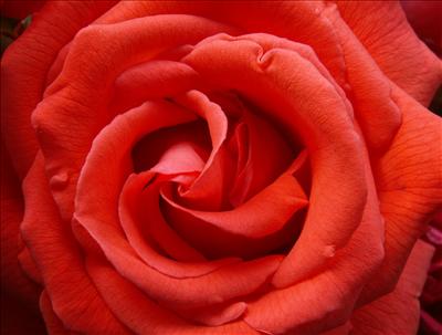 rosse 2
