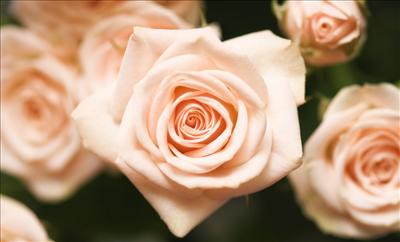 pink rosess