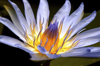 blue flower light
