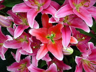 flower 4
