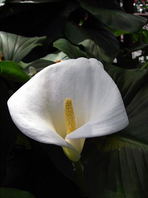 kala