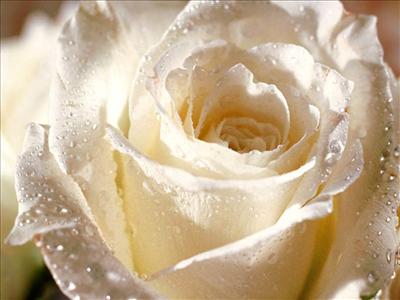 one white rose