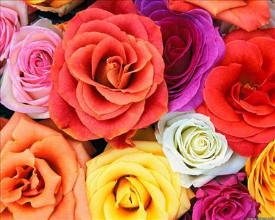 rainbow rosess