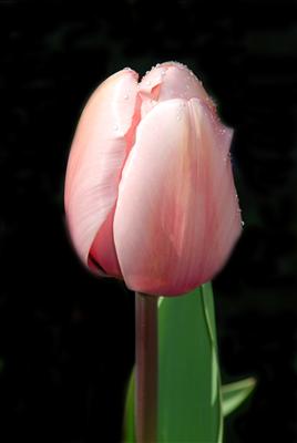 pink tulip