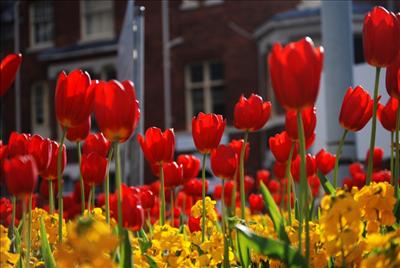 red tulip