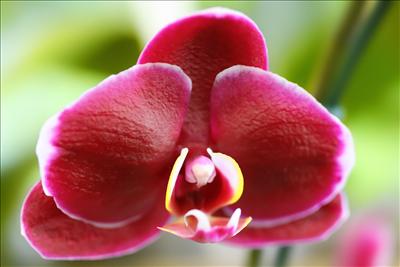 orchidea 3