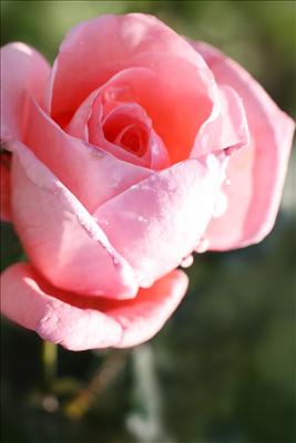 pink rose 2