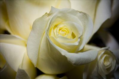 white rose 3