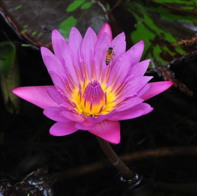 flower for you