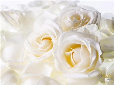 light white rosess