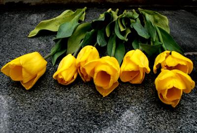 yellow rosess