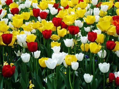 many tulips