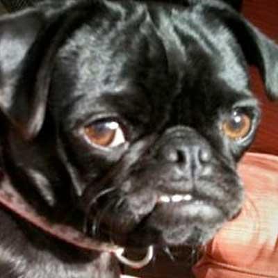 The Snarl