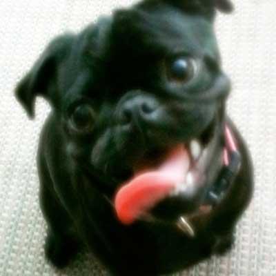 Panting Pug