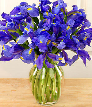 Iris