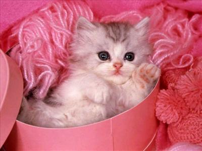 kedi yavrusu