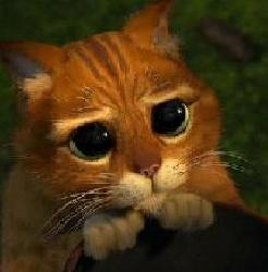 Kedi