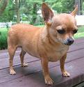 Chiwawa Dog