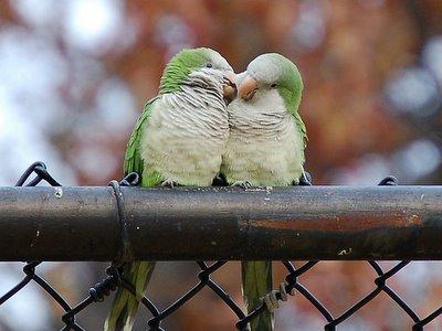 Kissing Birds
