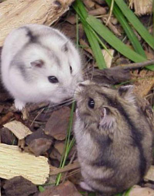 Hamsters