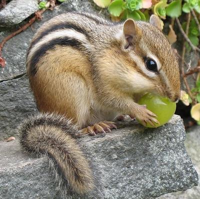 Chipmunk