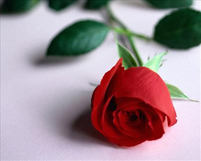 \" La rose rouge \" 