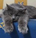 Cats